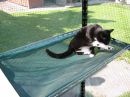 One of the two hammocks in the cat run